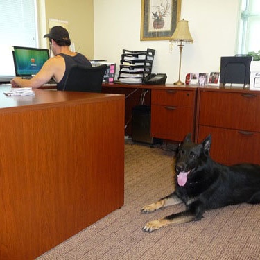 Business Protection Dog Training