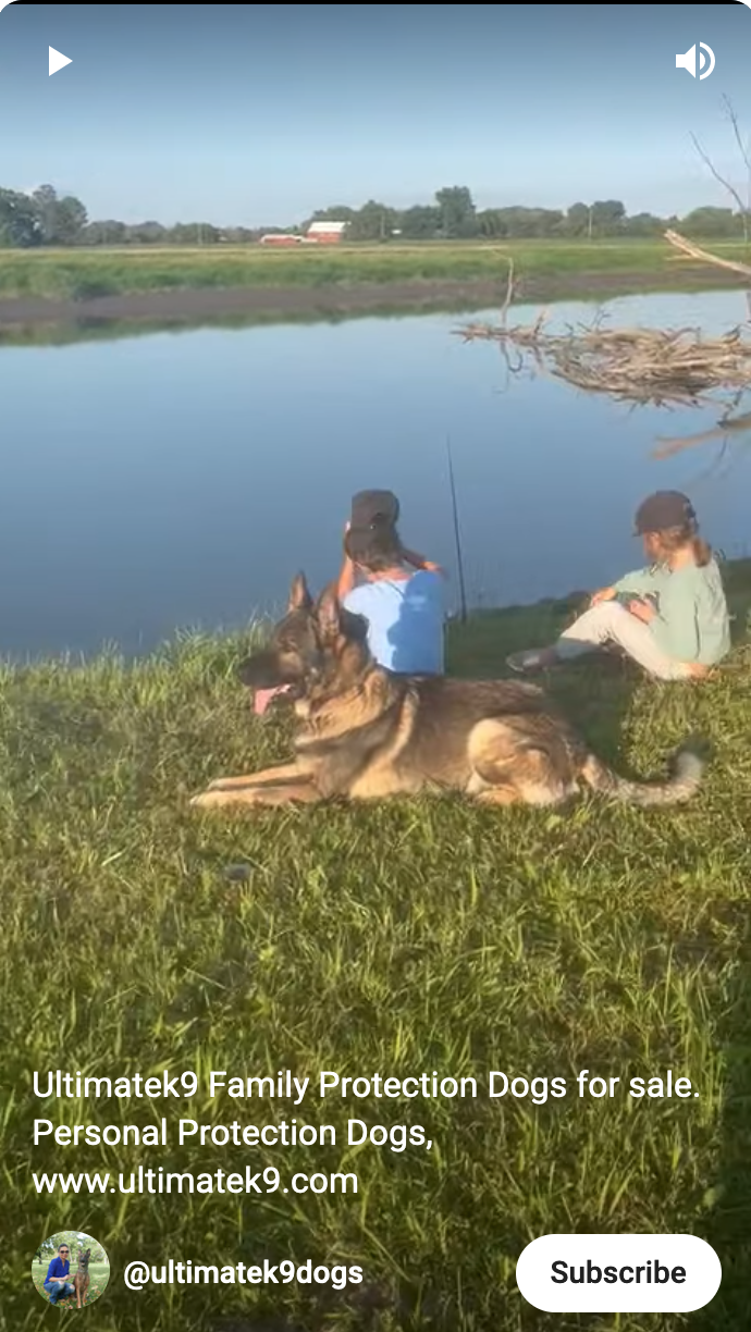 Ultimate K9 Protection Dogs for Families and Children