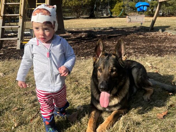 family protection dog with toddler
