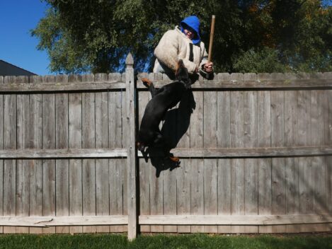 family protection dog training https://ultimatek9.com