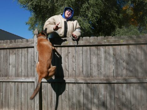 fight drive protection dogs training https://ultimatek9.com