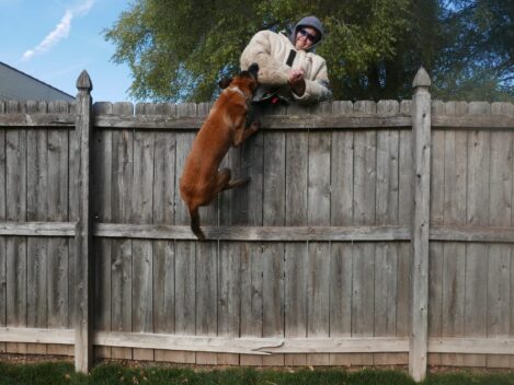 family and estate protection dog training https://ultimatek9.com