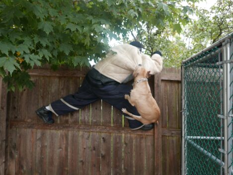 protection dog https://ultimatek9.com