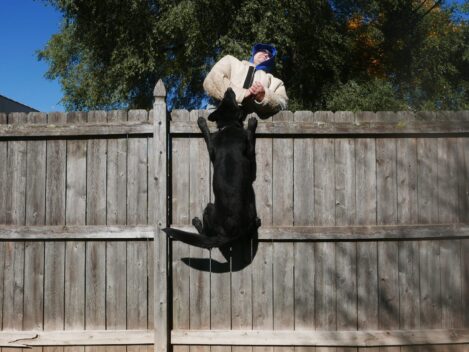 family estate protection dog training https://ultimatek9.com