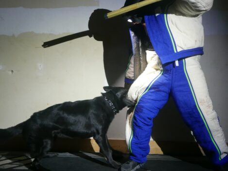 estate protection training dogs https://ultimatek9.com