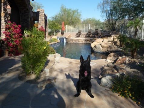 estate protection dog and pond, utltimatek9.com