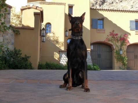 estate protection dog outside hacienda https://ultimatek9.com