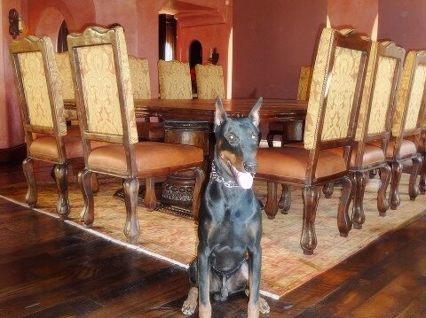 estate protection dog in dining room