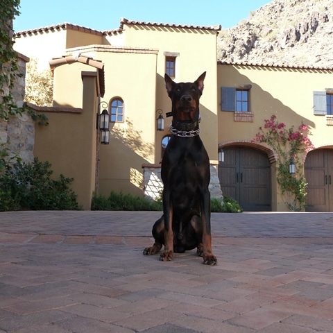 Estate dog training image https://ultimatek9.com