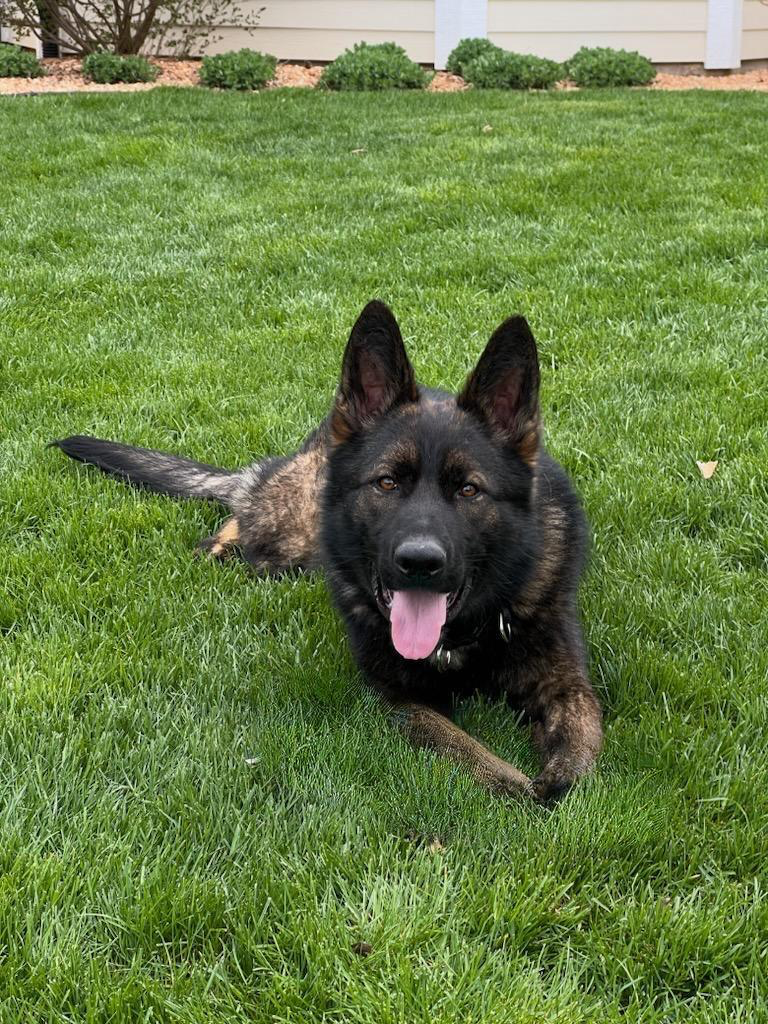 egon, family and estate protection dog for sale