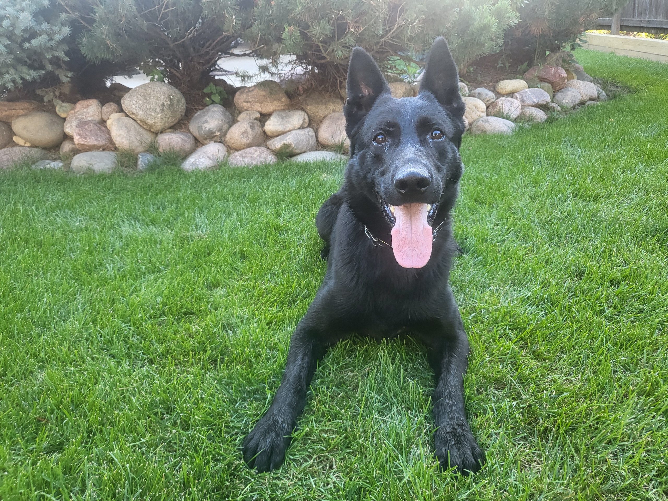 ace family protection dog