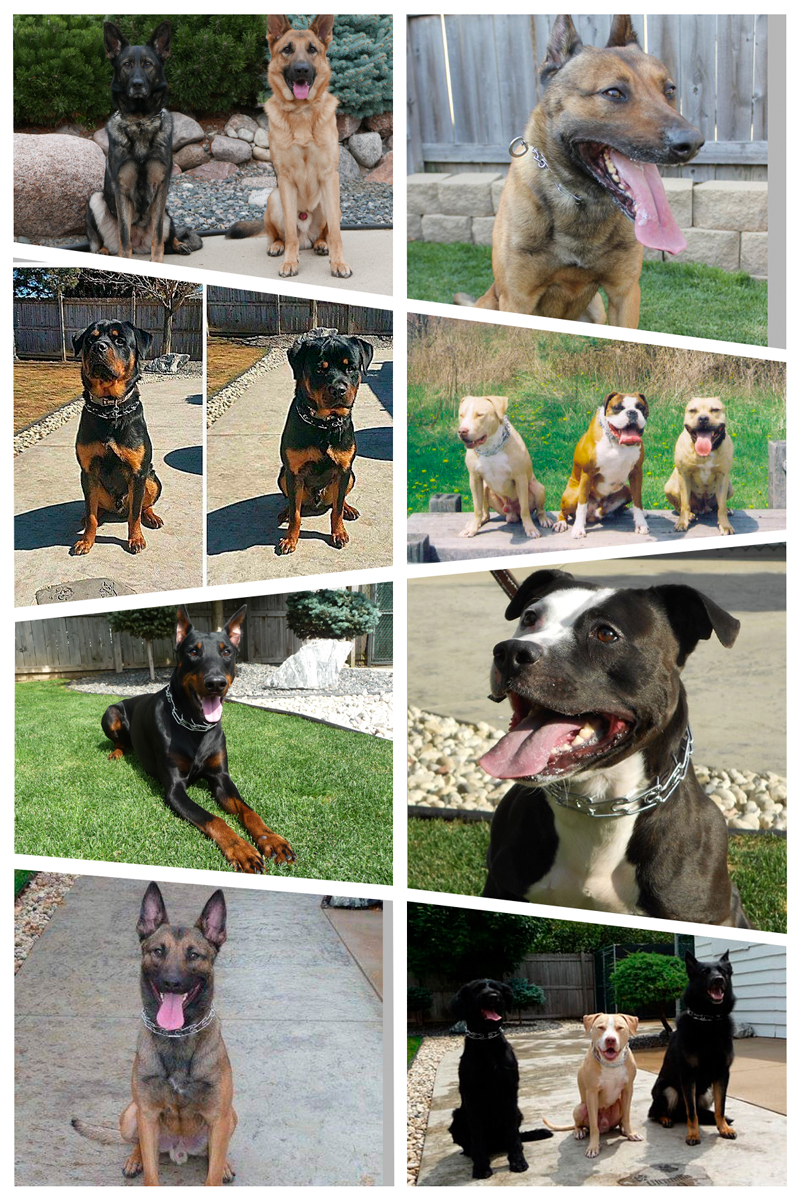 dog breed collage