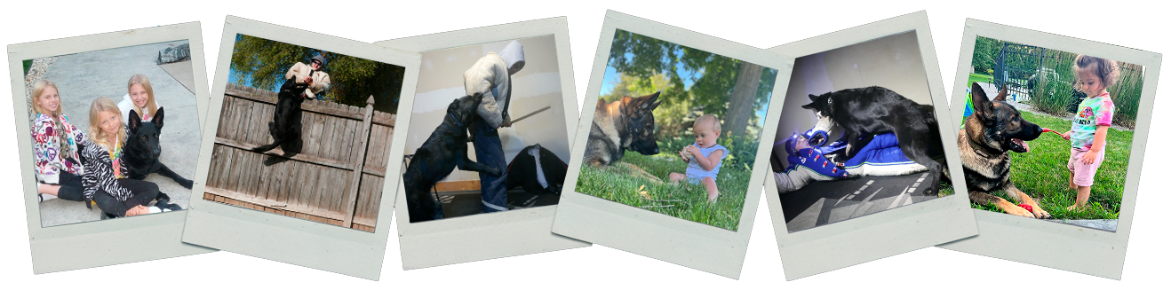 frames of dogs