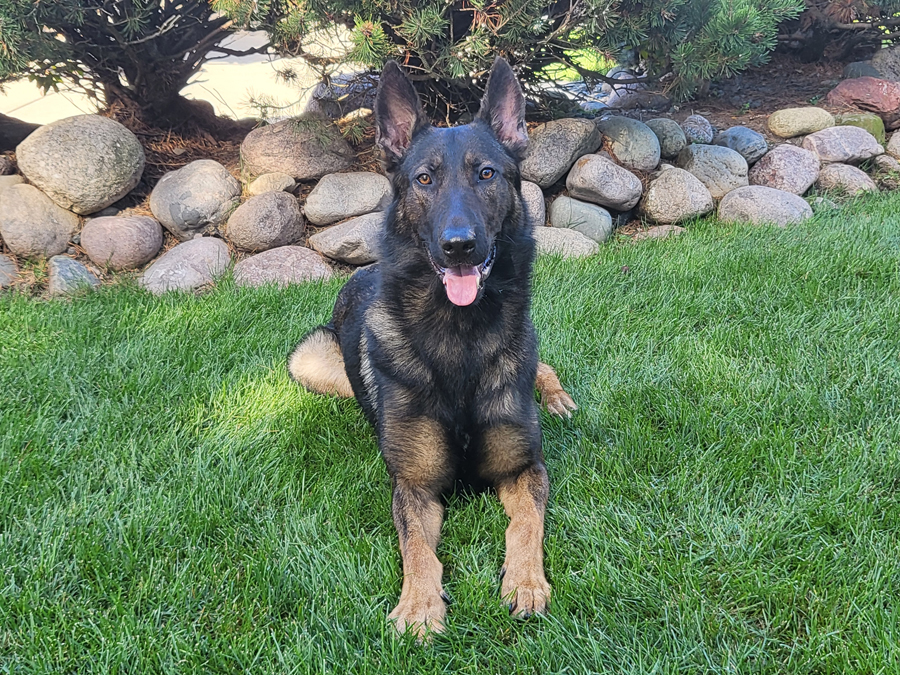 Hans German Shepherd, family protection dog