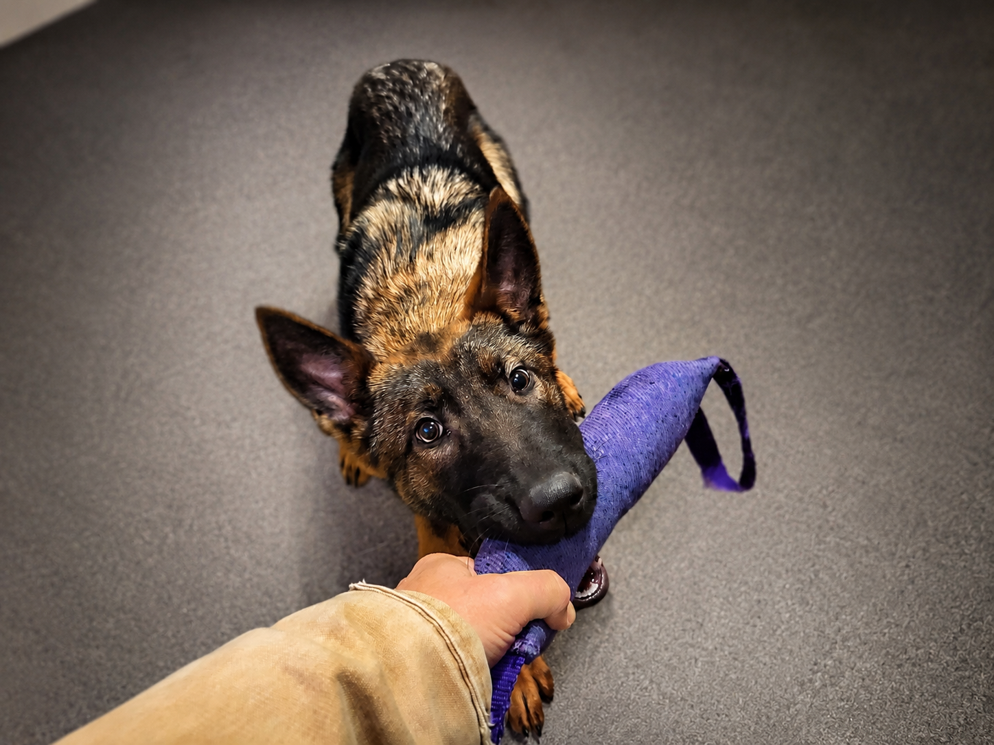 591736ae-bdfd-4c74-a356-98187ba49f10 protection dog hans 4 months old