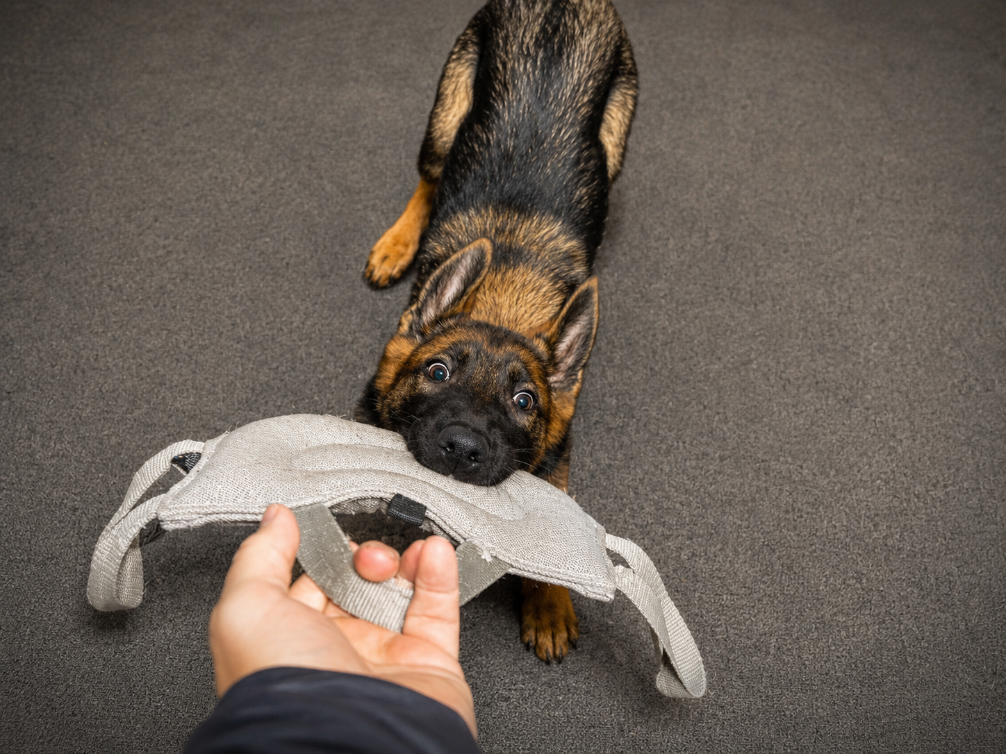 6fde44e7-809f-45d9-a7c8-6f51d64c8550 protection dog hans 12 weeks old