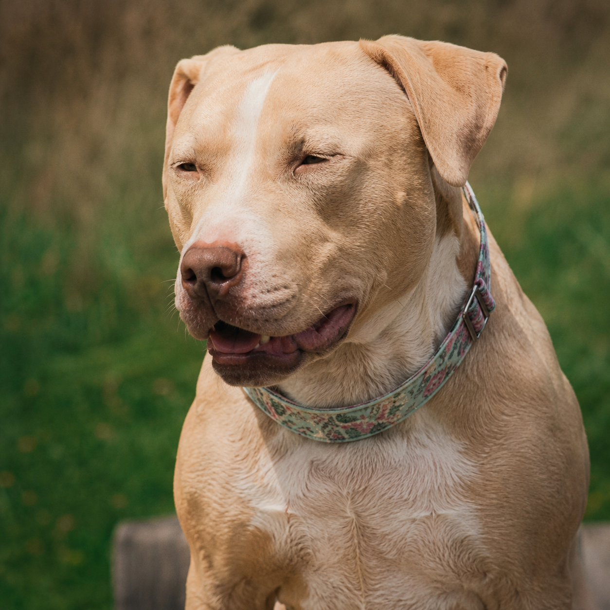 irish stafford protection dog breed from ultimatek9.com