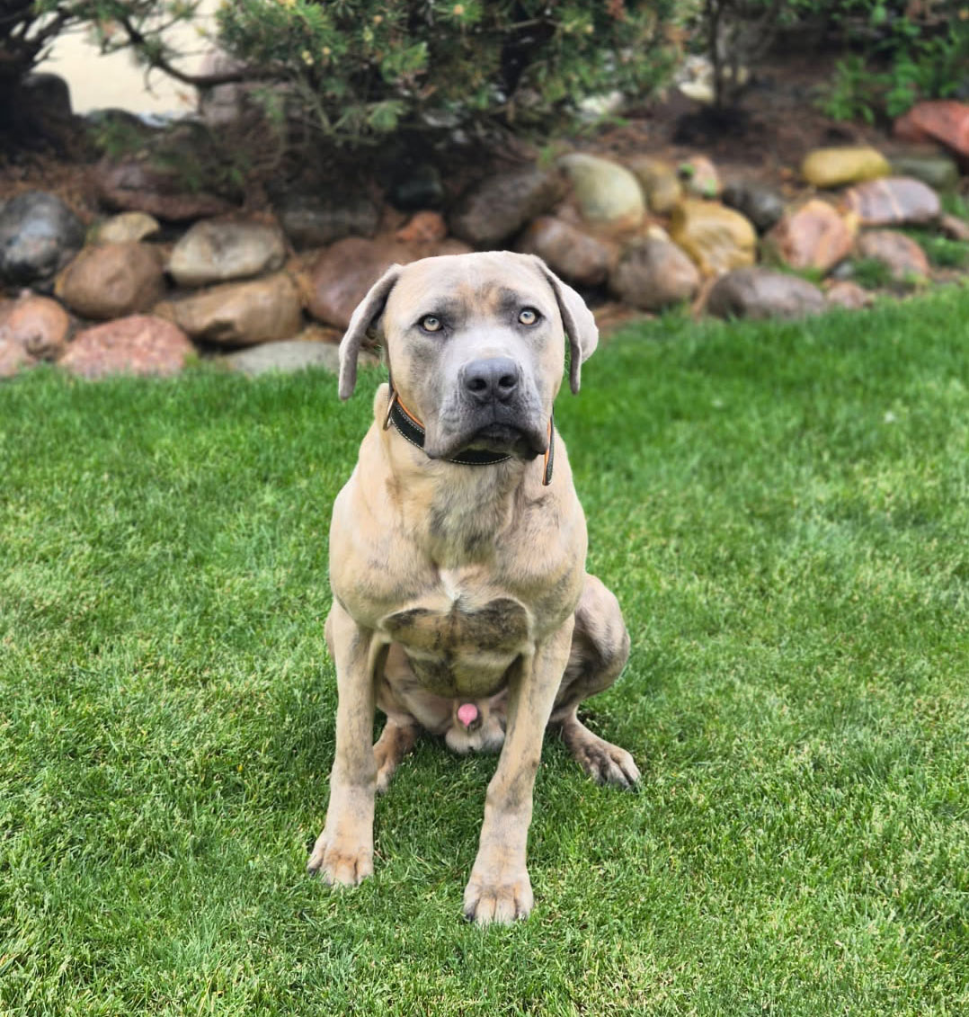 well mannered obedient family dog cujo for sale
