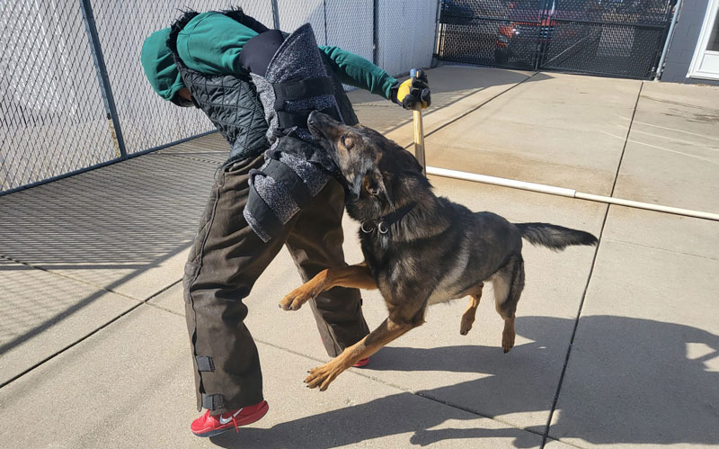 hansgreen protection dog hans