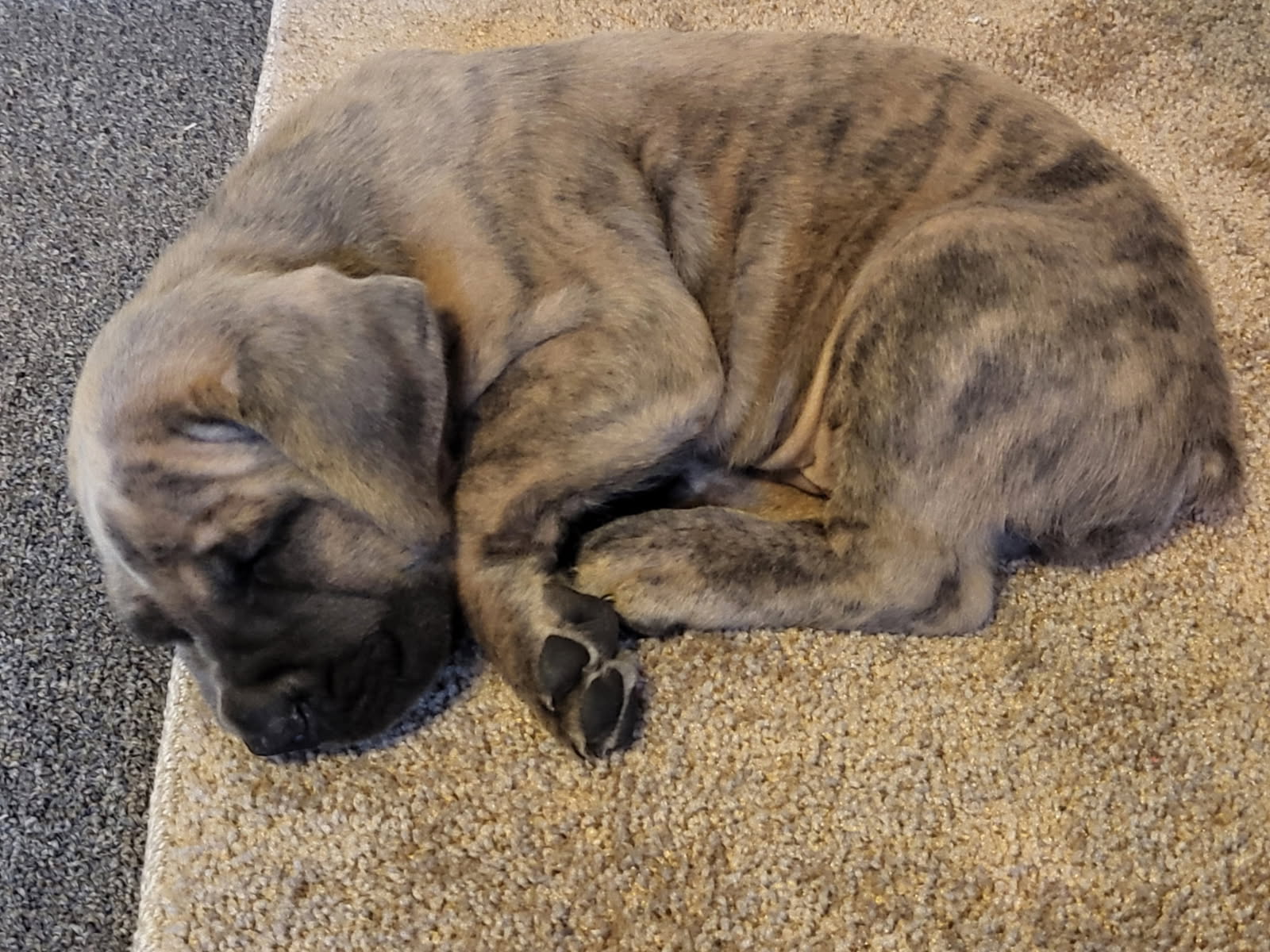 family dog cujo