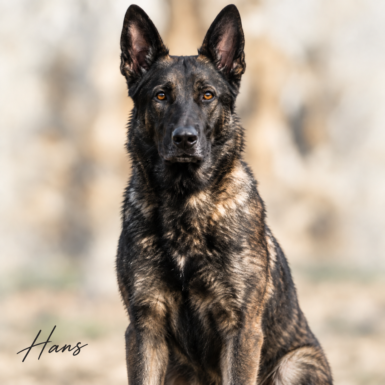 hansprotectiondog protection dog hans