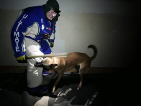 family protection dog https://ultimatek9.com