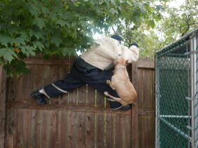 protection dog https://ultimatek9.com