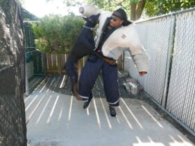 family protection dogs cudahy wisconsin https://ultimatek9.com
