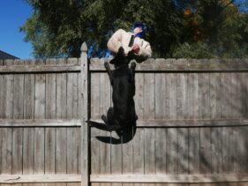 family estate protection dog training https://ultimatek9.com