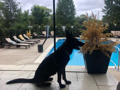 IMG951613 estate protection dog by pool https://ultimatek9.com