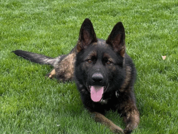 egon, family and estate protection dog for sale