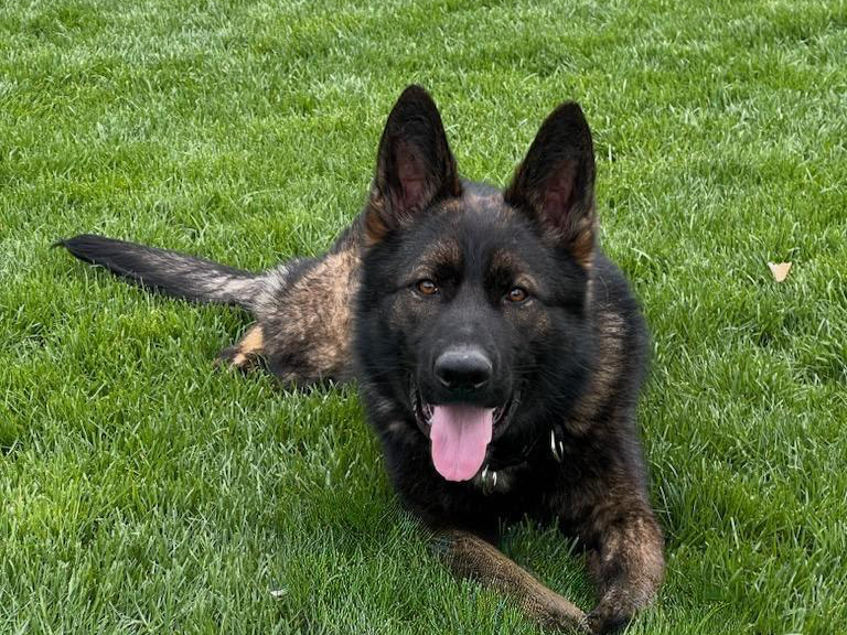egon, family and estate protection dog for sale