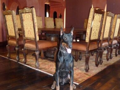 P1050425 estate protection dog in dining room