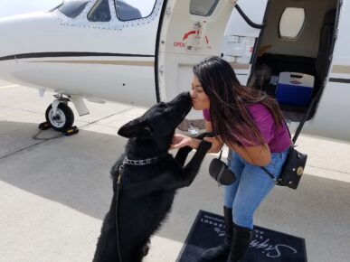 Resized_20170503_113648 estate protection dog by airplane https://ultimatek9.com