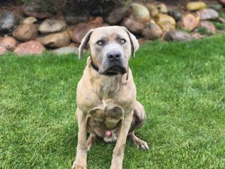 well mannered obedient family dog cujo for sale