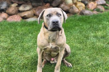well mannered obedient family dog cujo for sale