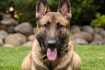 gatorportrait protection dog gator