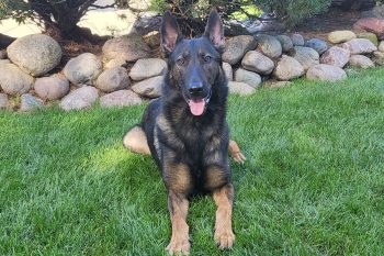 Hans German Shepherd, family protection dog